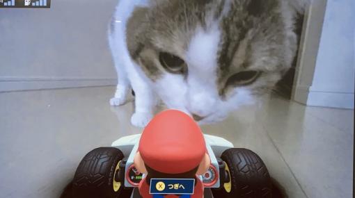 ARレースゲーム『マリオカート ライブ ホームサーキット』にネコも興味津々。自宅で突如開催されたレースに反応する可愛らしい姿がSNSで多数共有中