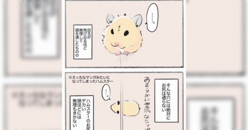 えっちな漫画によくある"壁尻"、実はハムスターあるある「頭は無理がきく」「お尻は通らない」 - Togetter