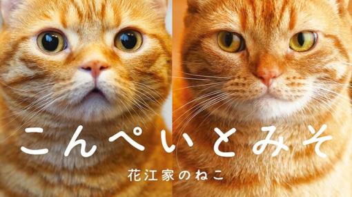 花江夏樹の愛猫“こんぺい”と“みそ”が写真集デビュー！ 2匹のキュートな“にゃん生”がたっぷり