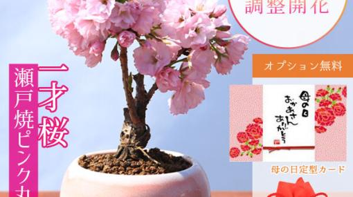 母の日に花開く《桜の盆栽》をプレゼントして、その日限りではない感謝の気持ちを伝えよう