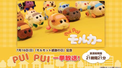 7月16日「モルモット感謝の日」を記念して、7月15日より「PUI PUI モルカー」全12話を21時間21分連続配信！ニコニコ生放送にて配信開始