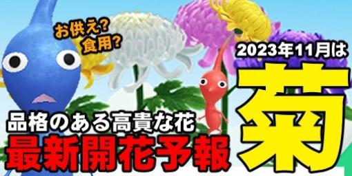 『ピクミン ブルーム』11月の花は菊に決定!! 最新の開花予報と環境に変化についてチェックしよう【プレイログ#462】