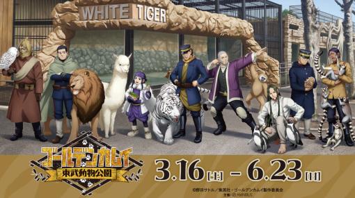 『ゴールデンカムイ』と東武動物公園のコラボイベントが3月16日から開催決定。「杉元佐一×ホワイトタイガー」「アシリパ×アルパカ」など、キャラと動物が並ぶビジュアルがかわいい