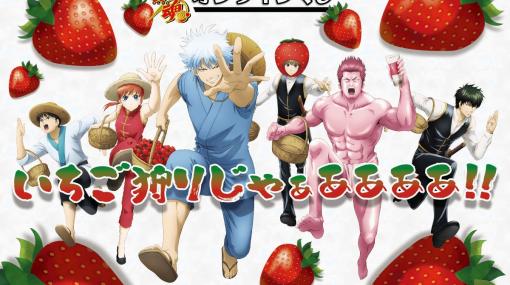 「いちご狩り」がテーマの「銀魂」オンラインくじが2月13日12時より発売S賞は「銀時のいちご牛乳クッション」