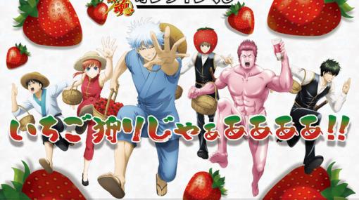 『銀魂』いちご狩りを全力で楽しむ銀さんたちのオンラインくじが登場。近藤さんは全身いちご色に…【いちご狩りじゃぁああああ!!】