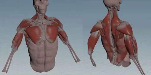 デジタル・ドメインのリード・リガーJeremy YeoKhoo氏がHoudini 20のMuscles & Skinをテスト　解剖学的に正確な肩周りの人体リグを構築 - ニュース
