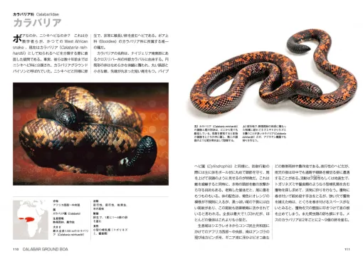 世界に約4000種といわれるヘビを徹底解説した書籍「ヘビ大全」が発売。体のしくみや繁殖の仕方まで多様性に溢れるヘビの魅力が迫力ある写真と共にバッチリ学べる