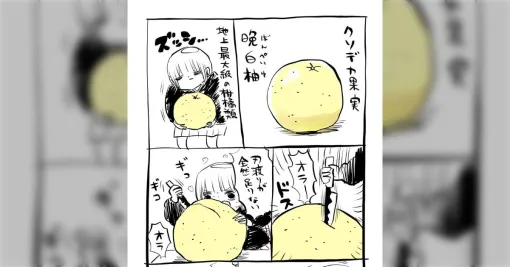 川尻こだま先生、地上最大級の柑橘類『晩白柚』を買う→皮の厚さと可食部の小ささに衝撃も「白い皮部分こそに値打ちがある」「さすがにハズレ」の声