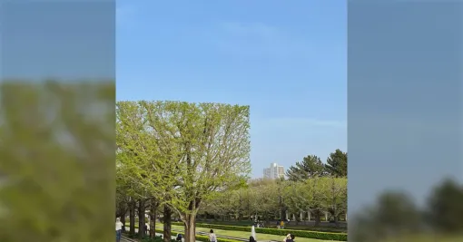 『突然四角い木が出現してきて怖かった』とある公園の四角く切り揃えられた木に多数の反響「マイクラかと思った」「アタック西本さんみたい」なぜこんなに四角いのか？
