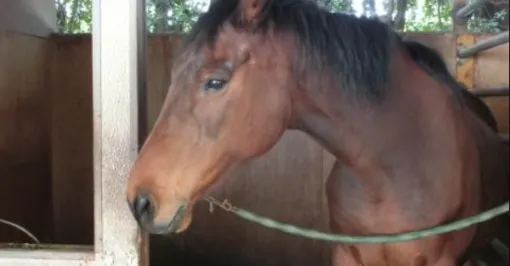 "What's going on?" - Support for the retired horse "Haru Urara" has exploded from overseas, triggered by the English version of "Uma Musume"